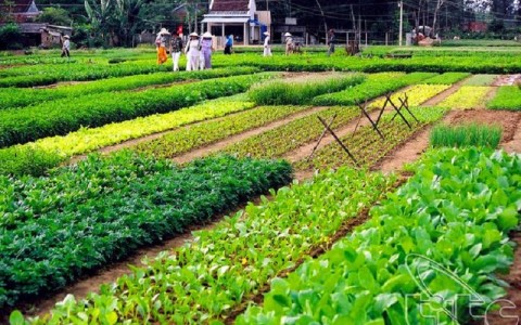 Cycling to Tra Que Vegetable Village and Join Cooking Class