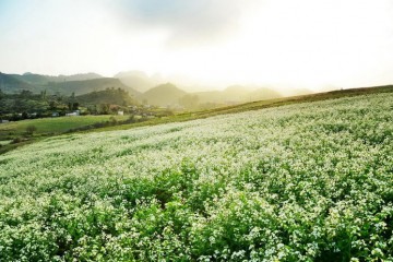 The beauty of cauliflower season in Moc Chau