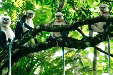 Best National Parks In Vietnam For Nature Lovers