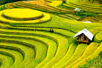 Where To See The Most Stunning Rice Fields In Vietnam