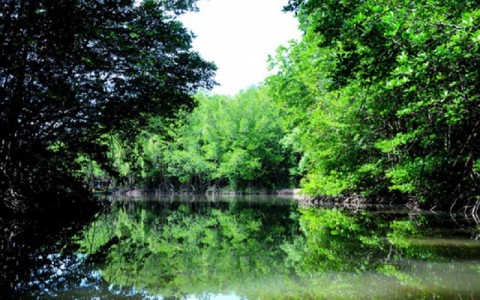 Mangrove Forest - Monkey Island Day Tour