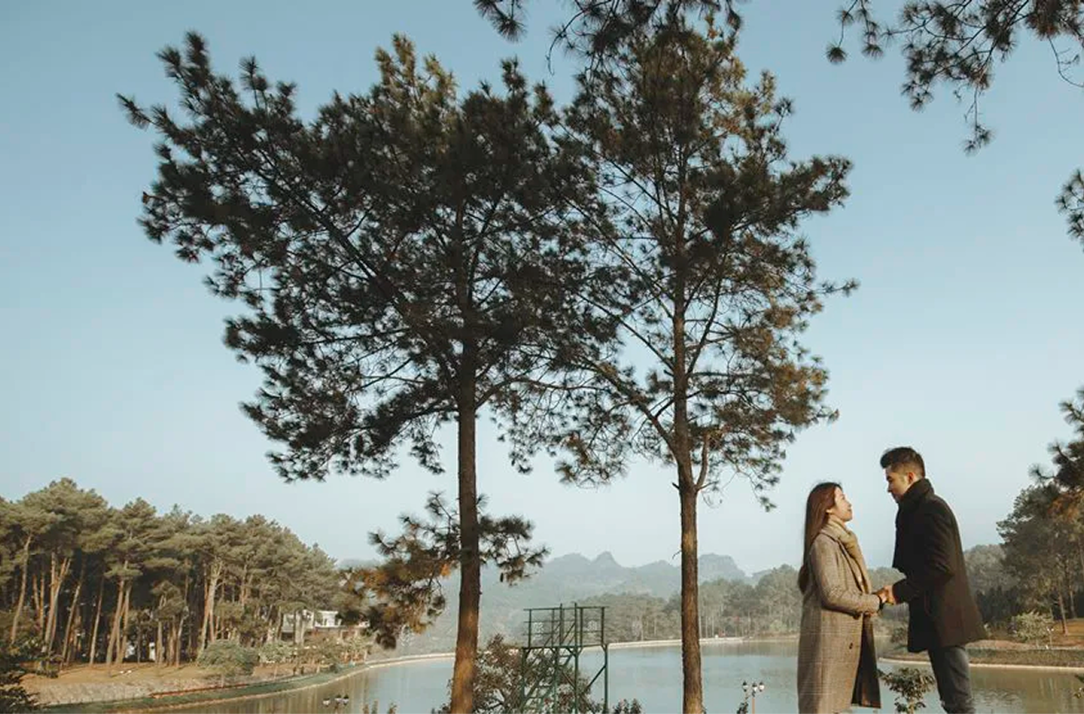 Capture Stunning Photos in the Pine Forest