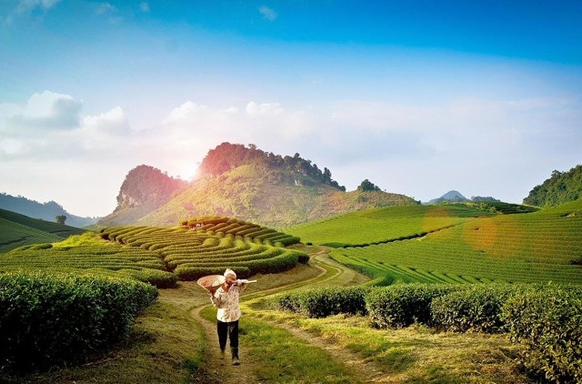 Overview Of Moc Chau