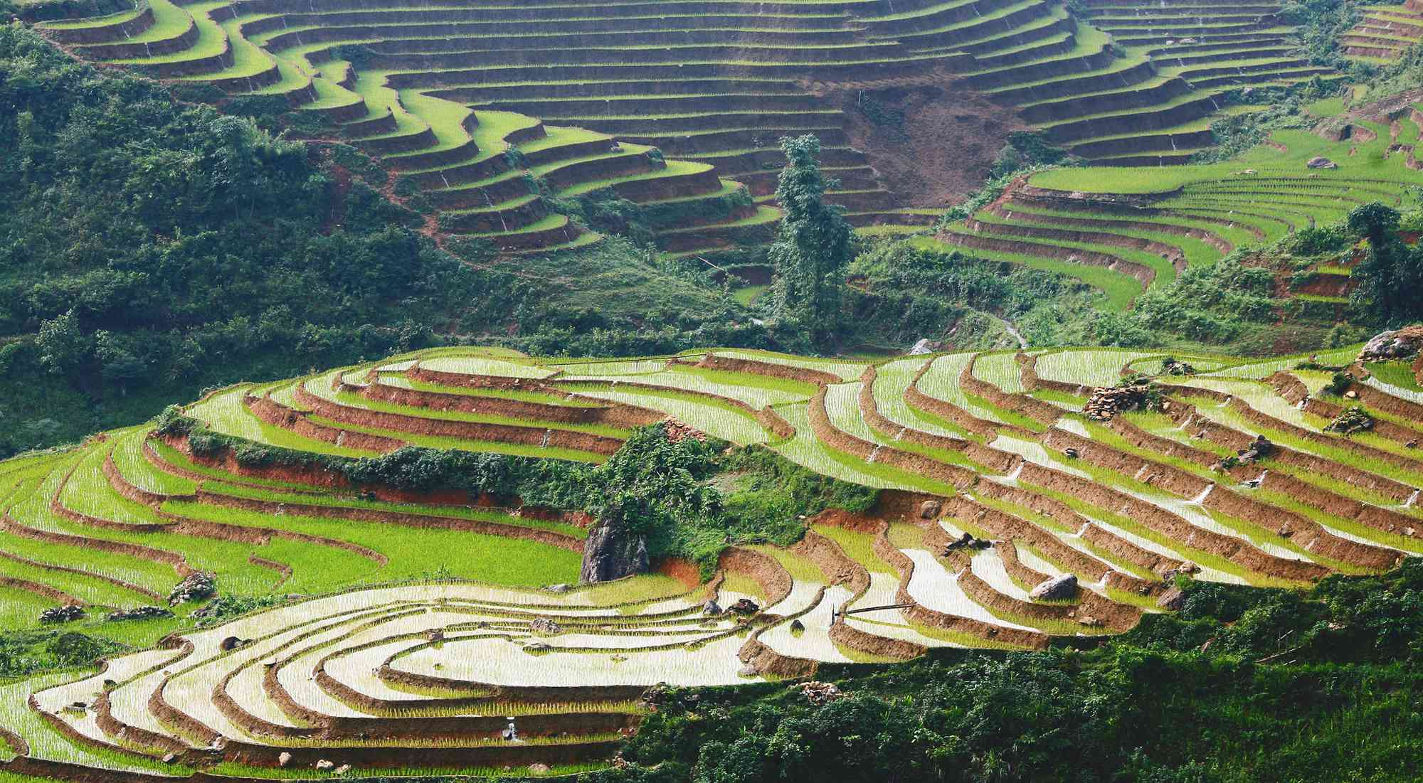 Terraced amphitheaters wrapping misty mountains—Sapa's signature view