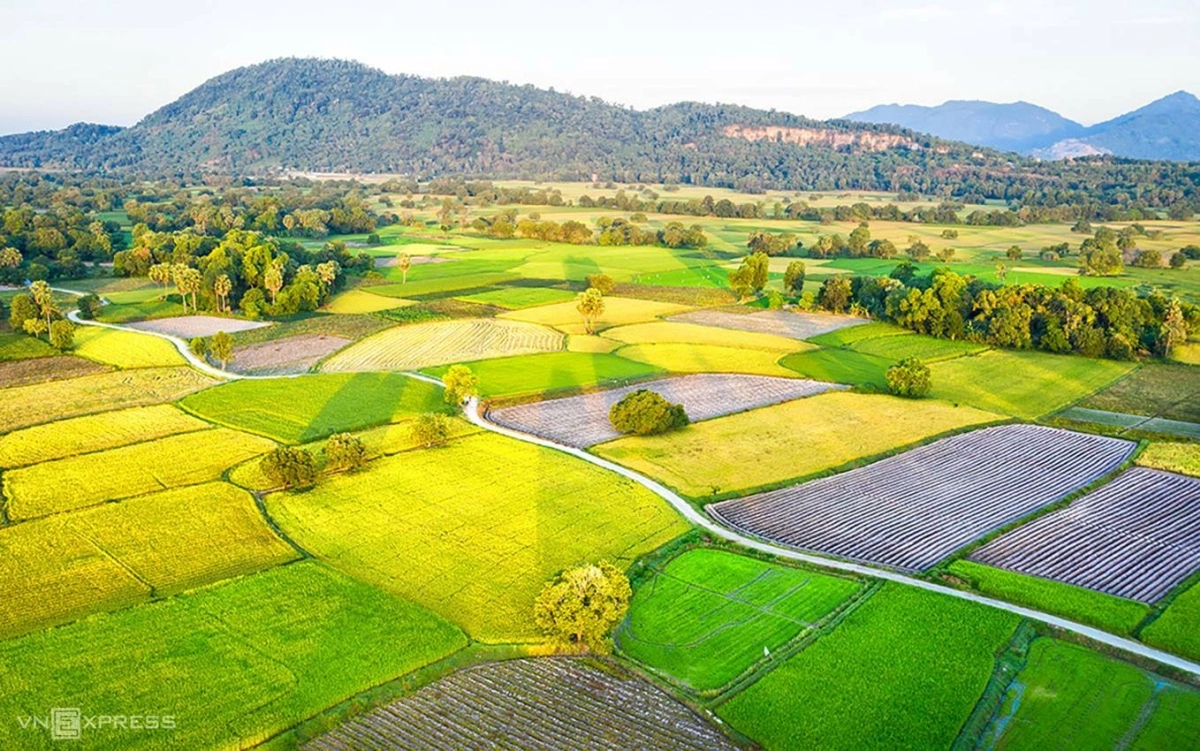 The Mekong Delta's vast rice fields form Vietnam's agricultural heartland