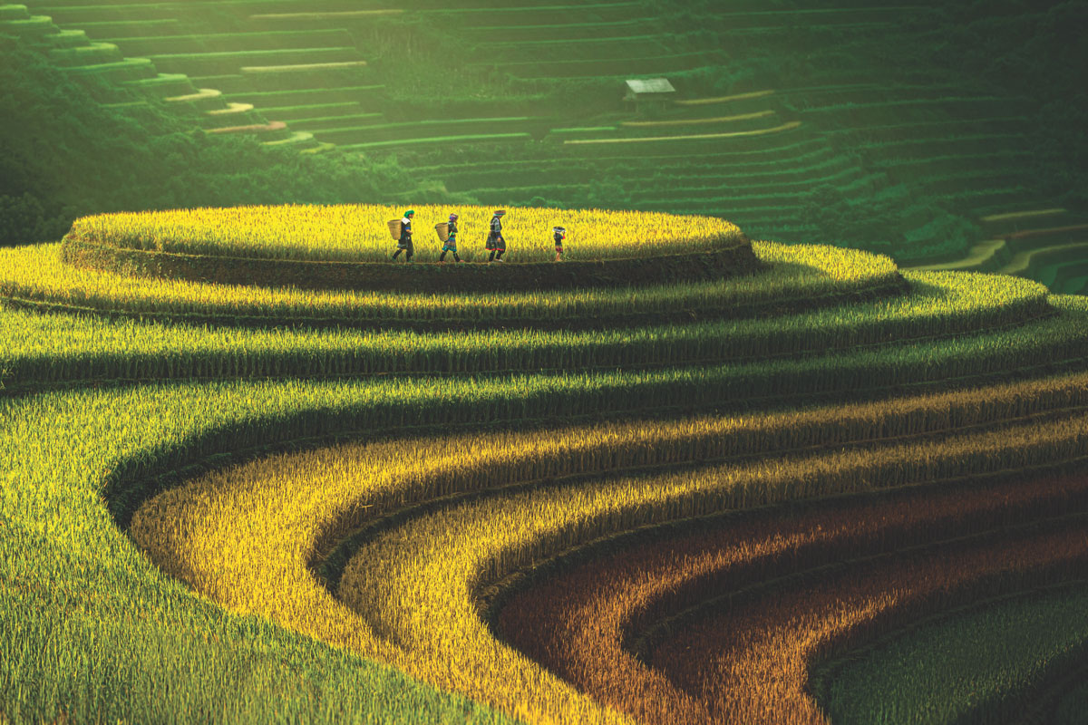 Mu Cang Chai's terraced rice fields offer the most dramatic landscapes in Vietnam