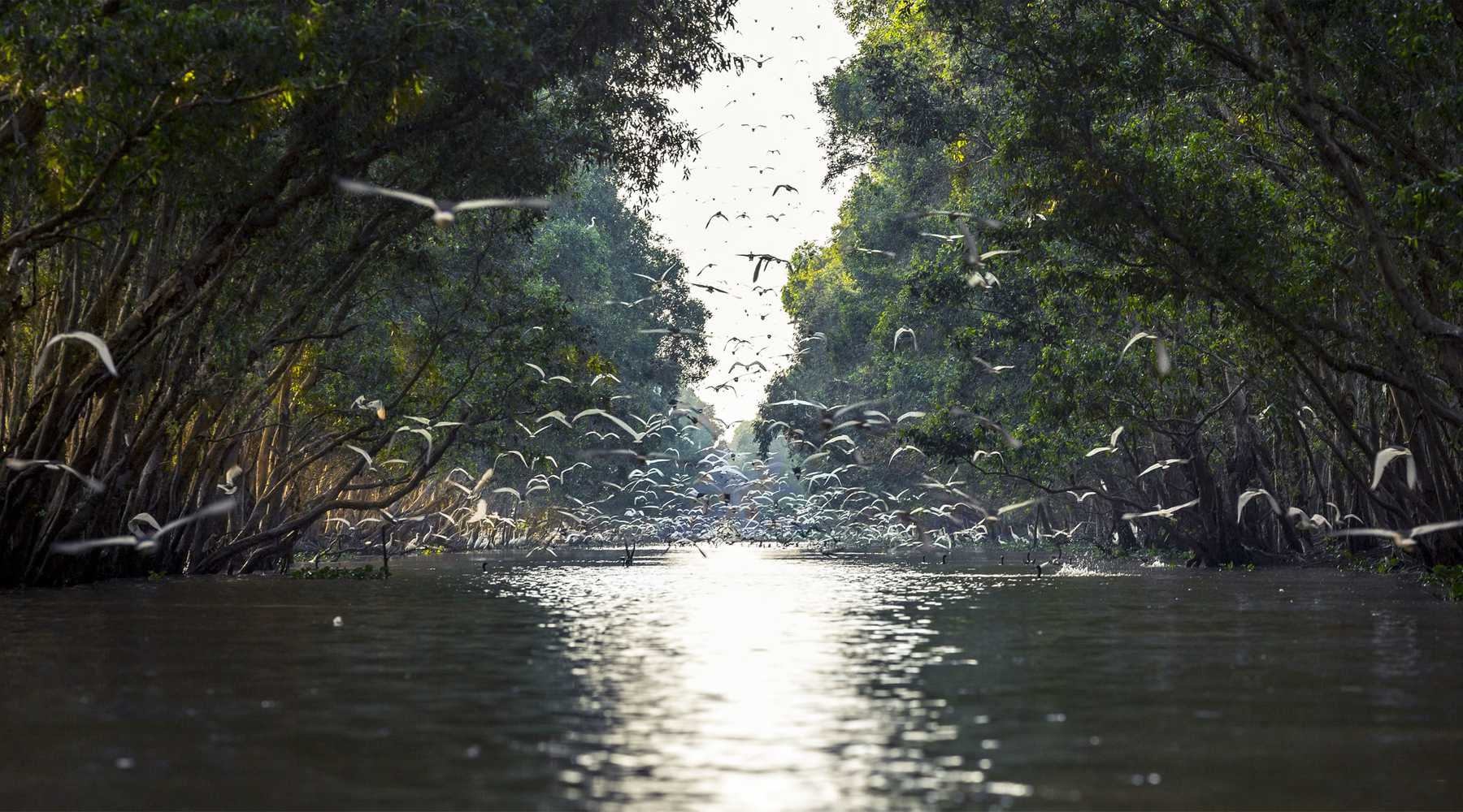 Lotus wetlands and migratory birds at Tram Chim 