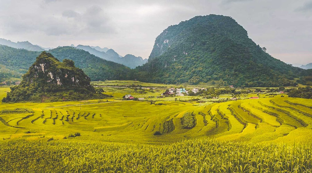 Pu Luong's rice fields are surrounded by pristine nature and ethnic communities